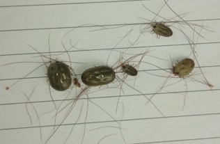 An unaffected tick compared with ticks exposed to NAROVAC antibodies